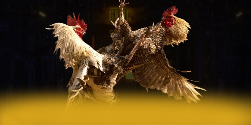 vabet - Nhà cái minh bạch và uy tín an toàn nhất vabet - Nhà cái minh bạch và uy tín an toàn nhất