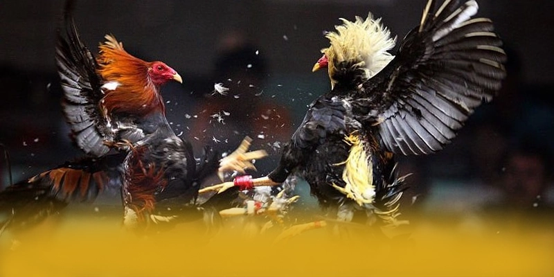 Khám phá 8xbet - Trang game chất lượng hiện nay