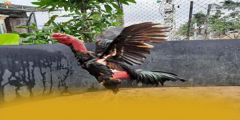 Chương trình thưởng hấp dẫn dành cho thành viên mới và cũ tại 8XBET